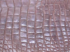 кожа крокодила с брюшной части
